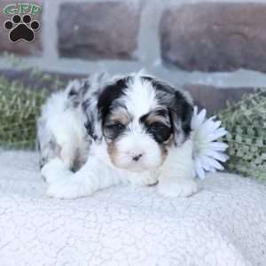 Archie, Cavapoo Puppy
